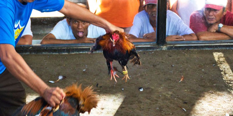 Shamo Chicken - Symbol of Strength and Fighting